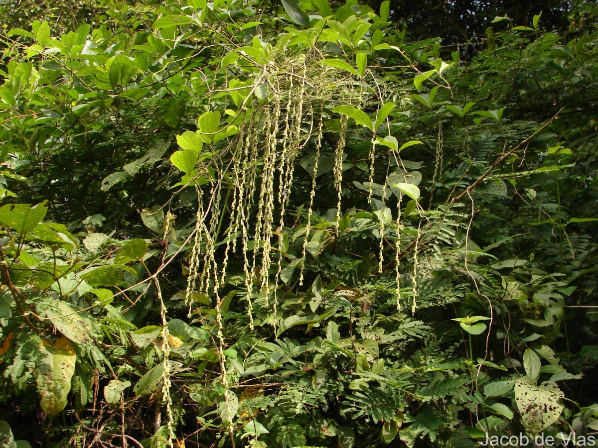 Dioscorea pentaphylla L.